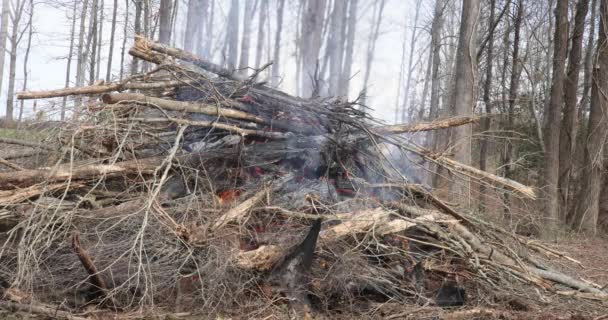 Рамках Подготовки Строительству Нового Дома Сжигаются Деревья Выкорчеванные Лесу — стоковое видео