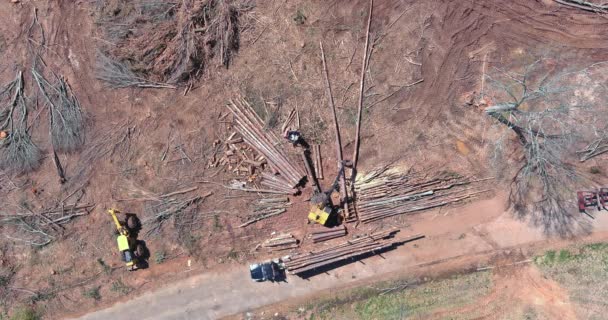 使用起重机将原木从新砍伐的树木装载到大型卡车上运输 — 图库视频影像