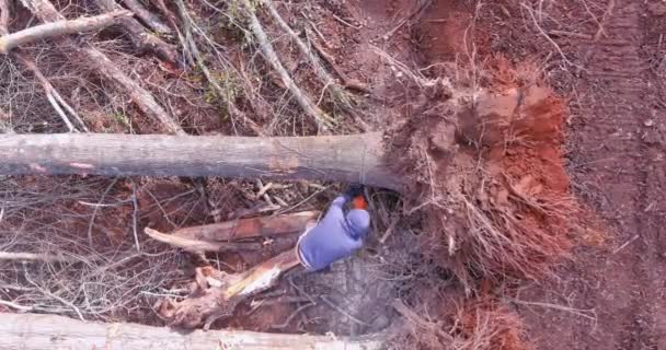 Επαγγελματίας Άνδρας Που Κόβει Κορμό Δέντρου Αλυσοπρίονο Μετά Τον Τυφώνα — Αρχείο Βίντεο