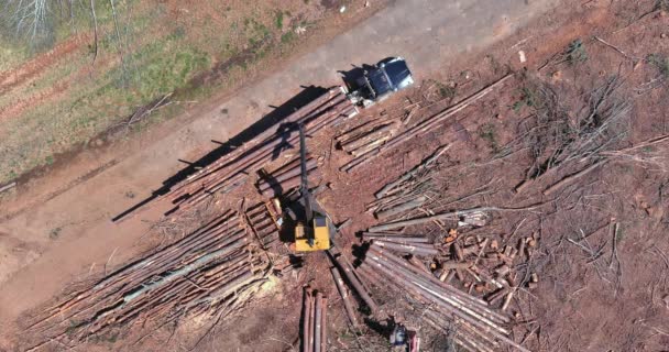 Crane Operator Loading Logs Truck Have Been Felled Moved Larger — Vídeo de Stock