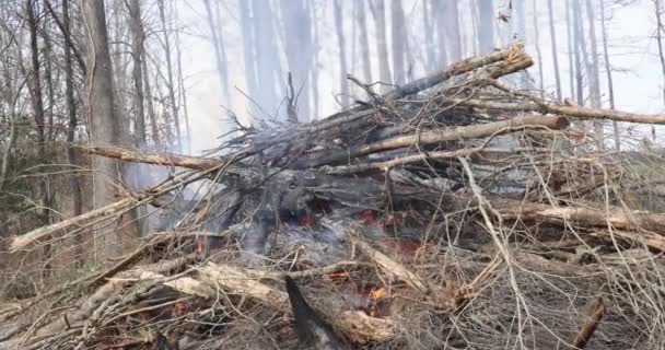 Brandende Bomen Die Gedeeltelijk Bos Zijn Zijn Ontworteld Grond Voor — Stockvideo