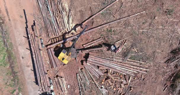 Operator Timber Crane Loading Logs Transported Large Transportation Truck Felled — Video