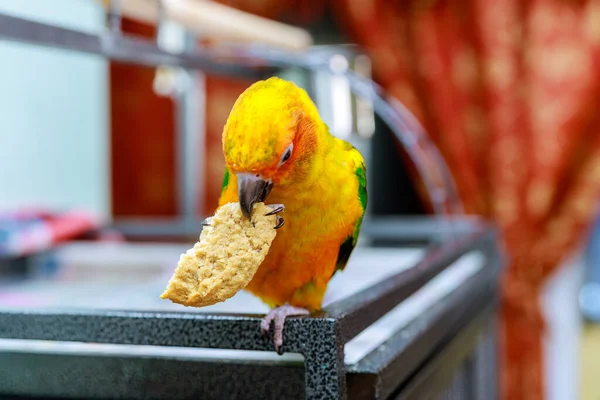Sun Conure parrot bird is eating cookies on roof your house