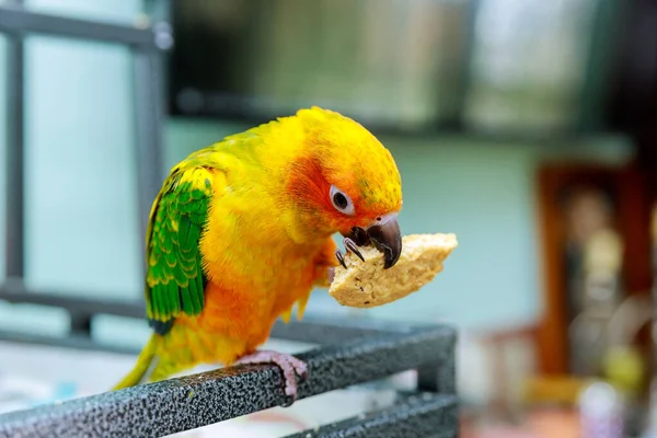 Sun Conure parrot bird are eating cookies on house