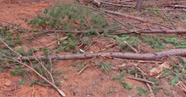 Konut gelişiminin bölünmesi için ormandaki ağaçlar kesiliyor.