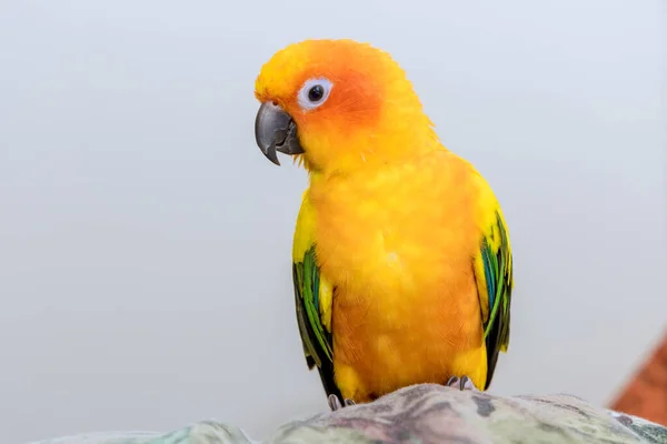 Sun Conure parrots aratinga solstitialis are beautiful colorful birds with strong sense of identity.