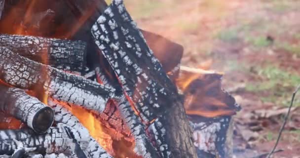 Large Bonfire Flame Wood Fire Log Embers Burning — Vídeo de stock