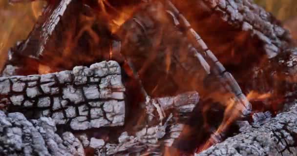 Fire Burning Large Bonfire Large Flame Wood Fire Log Embers — Stock video