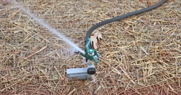 在新家附近的园艺中 用草坪洒水器浇灌草坪 — 图库视频影像