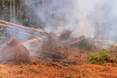 Kökleri sökülmüş bir orman inşaat alanında evler inşa etmek amacıyla yakılıyor.