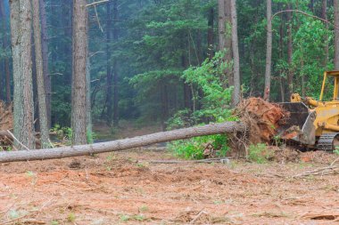 Construction process involved use of tractor skid steers to uproot trees make way for development subdivision requiring clearing land clipart