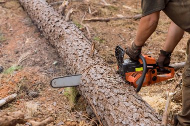 There is situation which an employee is cutting trees with chainsaw during process of chopping down trees which results in destroying forest.