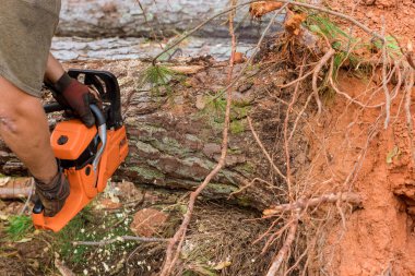 While cutting down trees with chainsaw, an employee is cutting trees with chainsaw resulting in destruction of forests as result.