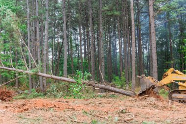 Construction process involved use tractor skid to clear land of uprooted trees in preparation for development subdivision