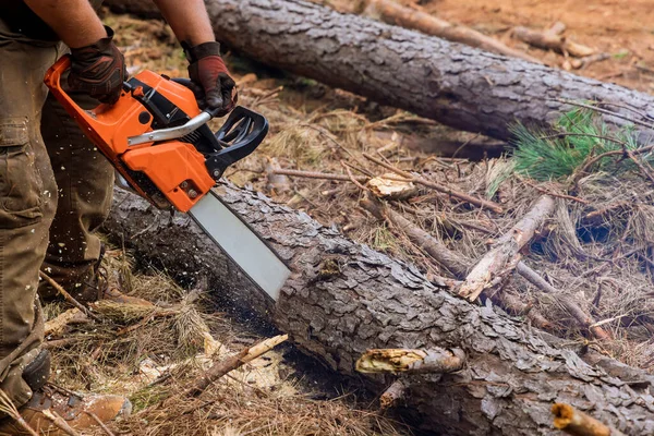 There is employee cutting trees with chainsaw during process of chopping down trees which results in destroying forest.