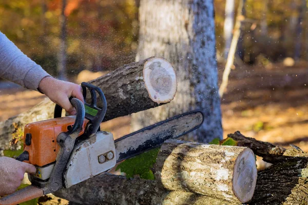 During hurricane woodcutter saws trees down with hand chainsaw in forest