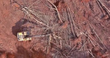 Ağaçların kökünü kazımak için traktör kullanılıyor. İşçiler ağaçları keserek inşaat için arazi hazırlıyorlar.