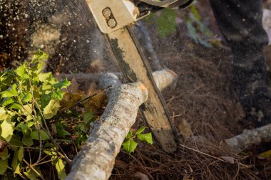 As result of hurricane woodcutter saws down trees with hand chainsaw in forest