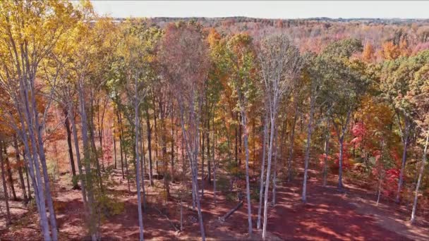 Konut Geliştirme Bölümü Için Ağaçlardan Temiz Arazi — Stok video