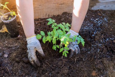 Organik bir bahçede genç çiftçi domates fideleri ekiyor..