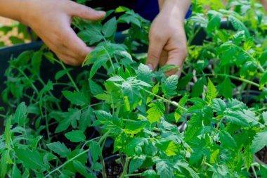 Tohum tepsisine ekilmiş domates tohumları toprağa nakledilmeye hazır.