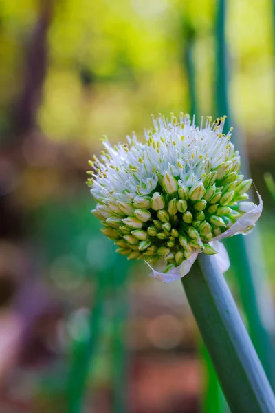 stock image There are agriculture activities of blooming spring onion flowers in garden during this time of year.