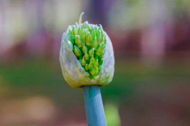 Çiçek açan bahar tarımı Bahçede çiçek açan soğanlar Onları büyüten.