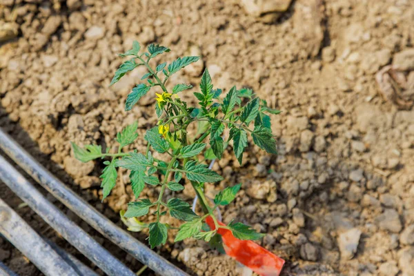 若いトマトの苗が土壌で成長しています — ストック写真