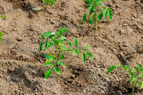 温室の土壌で若いトマトの苗を育てる — ストック写真