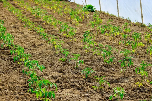 若いトマトの苗で温室で土壌中で成長する植物 — ストック写真