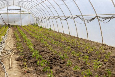 Seraya ekilmiş birkaç genç domates tohumu yetişiyor.