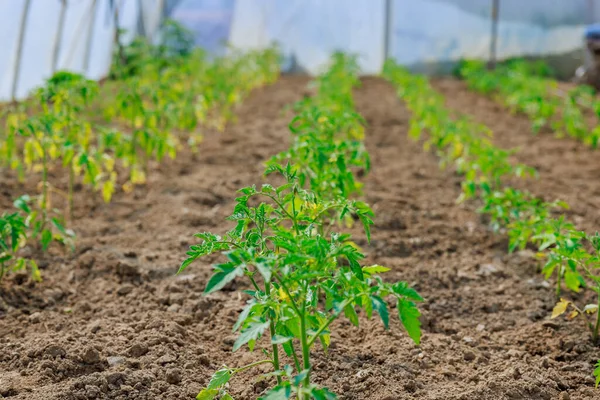 若いトマト植物の苗は温室で土壌を成長させています — ストック写真