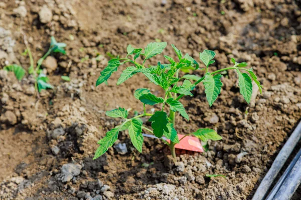 温室の土壌で成長する若いトマトの苗 — ストック写真