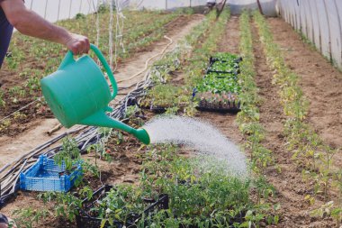 Sulama kabını sera bahçesindeki domatesleri sulamak için kullanıyor.
