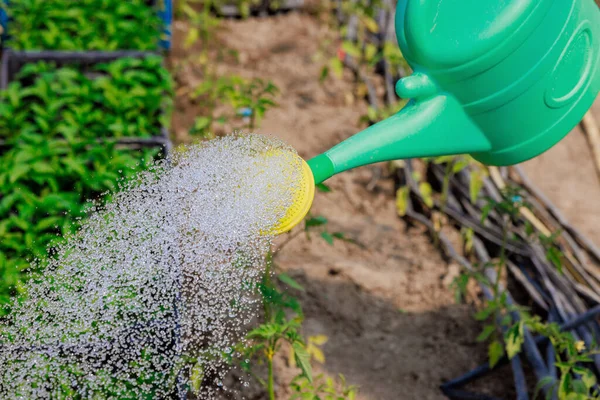 Mengairi Tanaman Tomat Dengan Air Bisa Kebun Rumah Kaca — Stok Foto