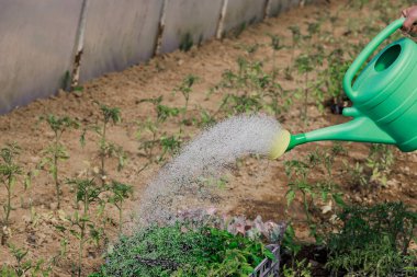Sulama kabıyla sera bahçesinde domates tohumu sulamak.