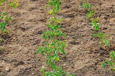 Genç domates fideleri büyüdükçe seradaki topraklarda yetişiyor.