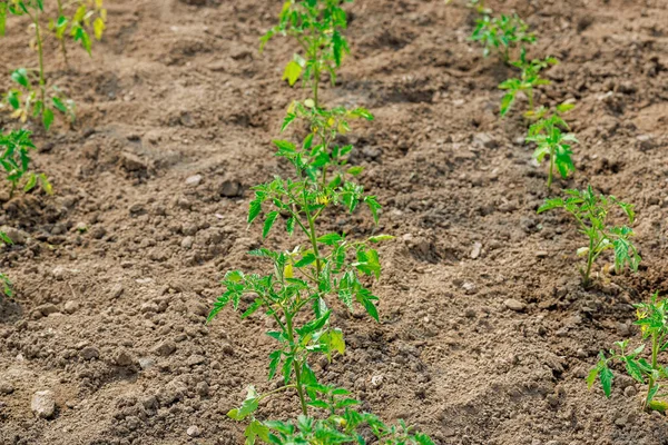 Genç Domates Fideleri Büyüdükçe Seradaki Topraklarda Yetişiyor — Stok fotoğraf