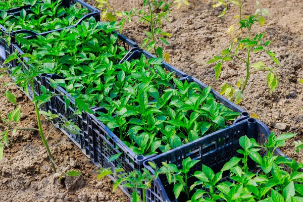 Growing Peppers Tray Transplanting Greenhouse Example Vegetable Gardening — Stock Photo, Image