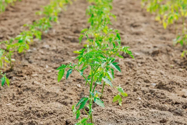 Sera toprağında yetişen genç bir domates tohumu.