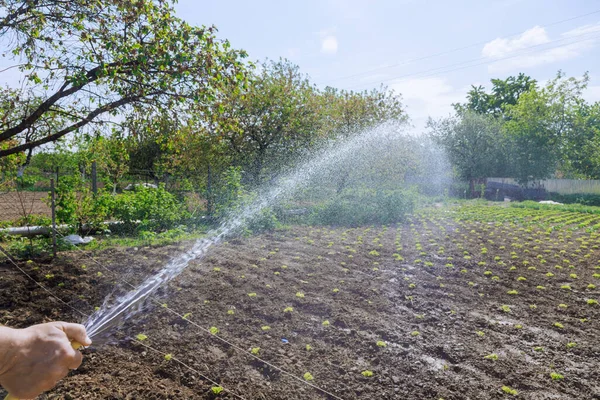 Agriculteur Comprend Importance Arrosage Jardin Pour Garder Sol Des Plantes — Photo