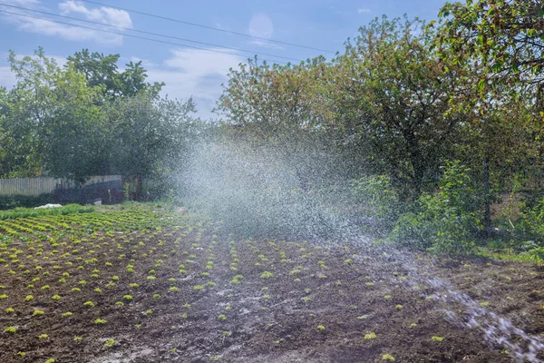 Jardin Fleurit Comme Agriculteur Occupe Soigneusement Arroser Sol Fertile Avec — Photo