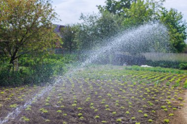 Hortum çiftçisinin yardımıyla verimli topraklara eşit miktarda su püskürterek optimum bitki gelişimini teşvik eder..