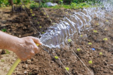 Çiftçi, bitkilerin sağlıklı büyümesini sağlamak için bahçedeki bitkileri özenle suluyor.