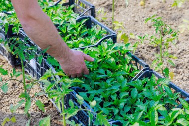 Çiftçi seradaki biber tohumlarının kalitesini kontrol ediyor