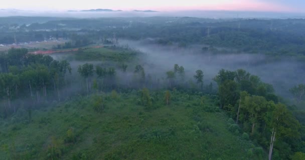 Ambiance Tranquille Forêt Est Accentuée Par Des Chuchotements Doux Brouillard — Video
