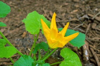 Sarı kabak çiçekleri bahar mevsiminde yeşillik bahçesinde açar..
