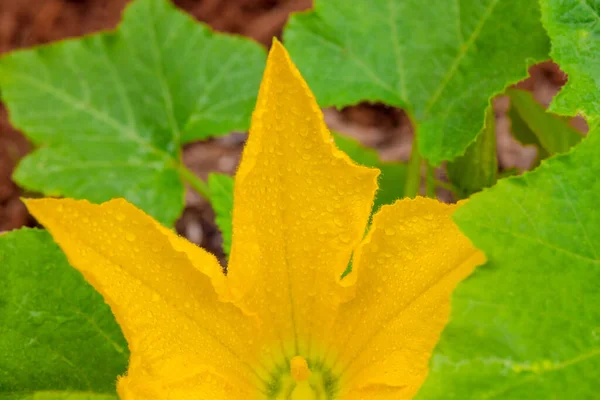 Zucchini Pflanzen Garten Zeigen Frühling Ihre Gelben Blüten — Stockfoto