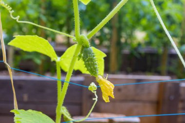 Ekin yetiştirme sırasında küçük salatalıklar bahçe serasında bulunabilir.