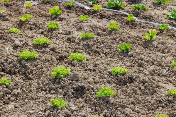 レタスの有機家庭菜園は 農場から店舗への野菜の輸送に伴う二酸化炭素排出量の削減に貢献しています — ストック写真